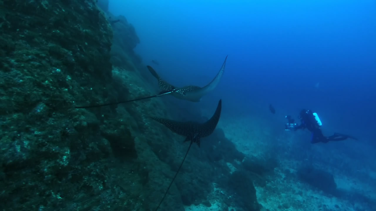 海豚湾高清下载